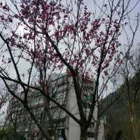 隱身在山中的消防隊