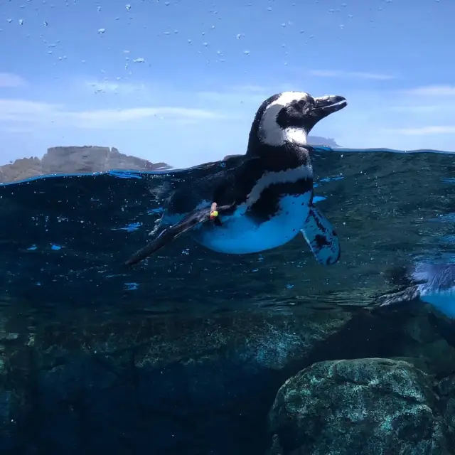 八景島シーパラダイス🐧🐬