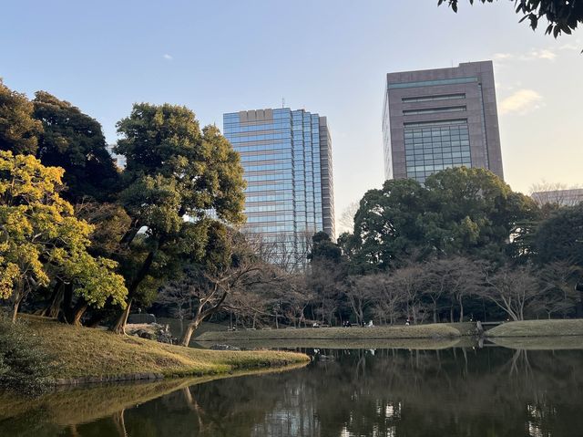 【後楽園】梅の花が満開中