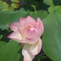春夏季賞花好去處