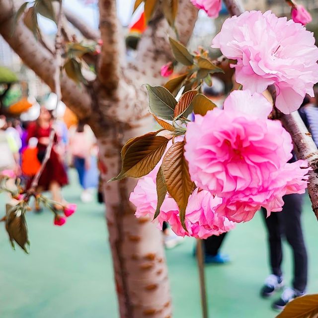疫情後的花展