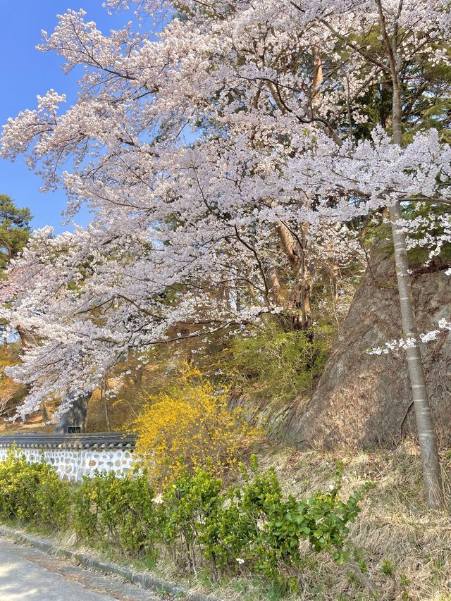 강릉에 핑크빛으로 물들어버린 팝콘 스팟 🌸💗