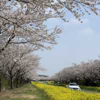 유채꽃과 벚꽃을 한눈에 볼수있는 제주 녹산로🌼🌸