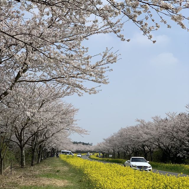 유채꽃과 벚꽃을 한눈에 볼수있는 제주 녹산로🌼🌸