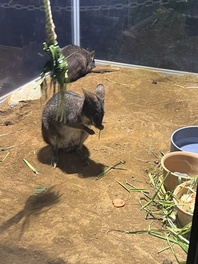 融合藝術與生物的新感覺水族館