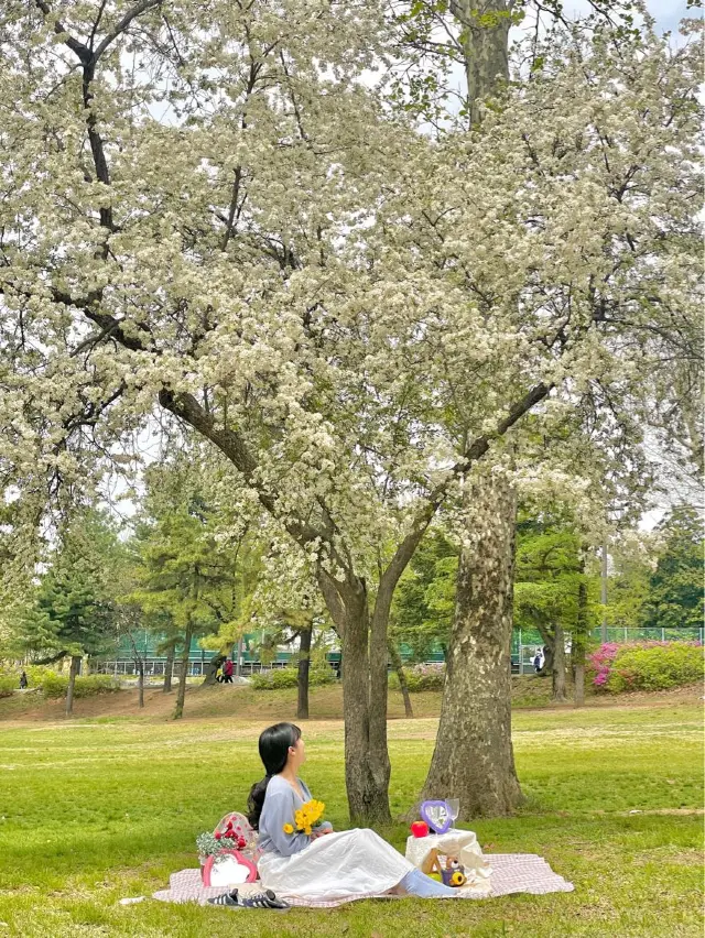 실시간 하얀 사과꽃🍏 만발한 서울 어린이대공원🌿