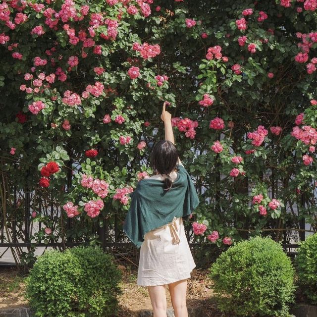 연남동에서 장미가 제일 예쁜 경의선 숲길 