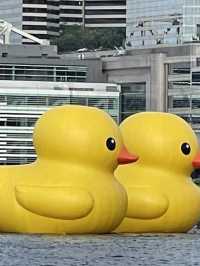 橡皮鴨番尼啦🥹維多利亞港最新打卡位❤️童年小黃鴨😎