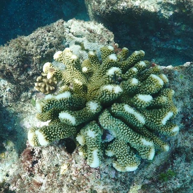 與海龜共舞🐢｜小琉球花瓶岩