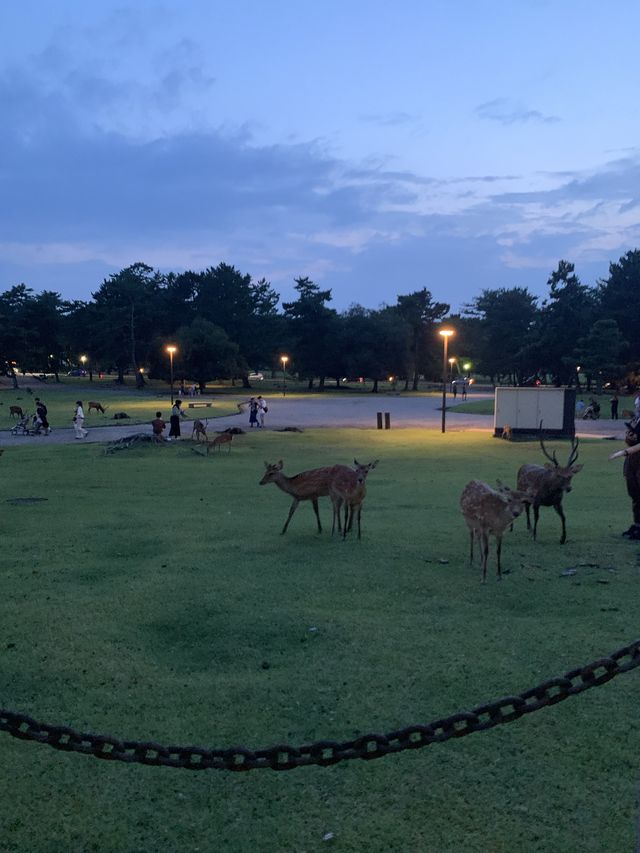예쁜 사슴들을 원없이 볼수 있는 공원 : 나라사슴공원