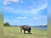 🐘 Sighting in Minneriya National Park 🇱🇰