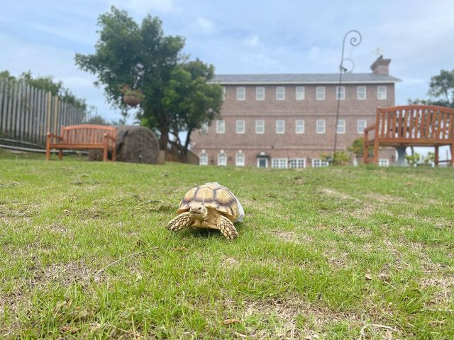 Wow!墾丁居然有這麼棒的歐風友善寵物莊園！