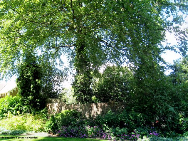 Discover Botanical Gardens in Sheffield🇬🇧