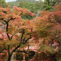 🍁🏯 中將庵～禪意自然日式庭院，紅葉美景如詩！🌿🍂🍁