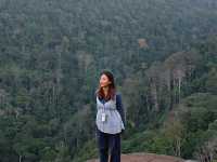 ทุ่งดอกกระดาษ - อุทยานภูหินร่องกล้า