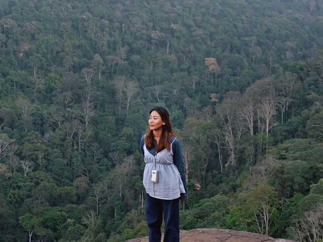 ทุ่งดอกกระดาษ - อุทยานภูหินร่องกล้า