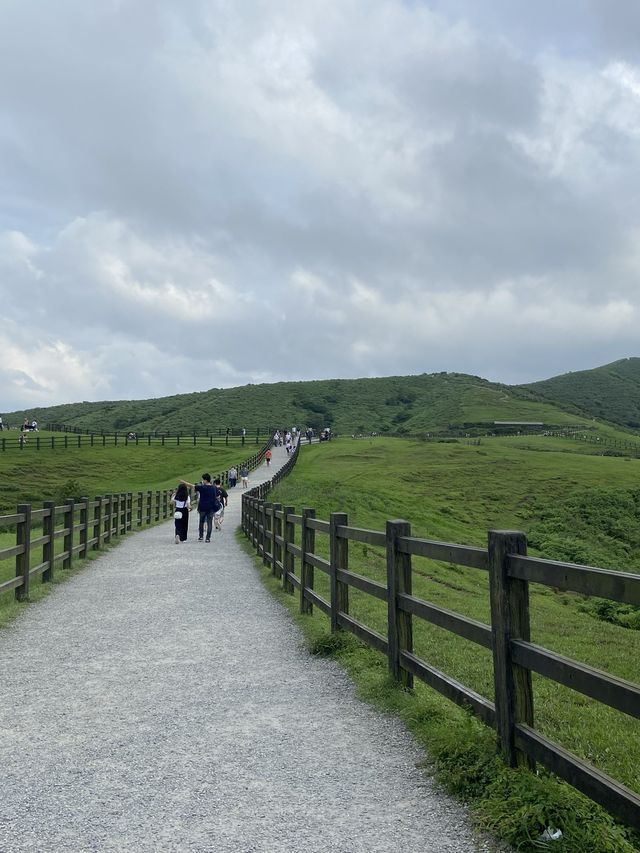 ［陽明山］擎天崗+小油坑🐮｜陽明山必去景點