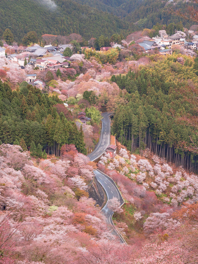 【関西の春景色は京都だけじゃない！💡】奈良県のおすすめ春絶景スポット5選！🌸✨ 