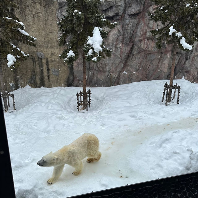 Asahiyama Zoo 