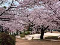 ชมดอกซากุระ ที่สวนสาธารณะเมืองชิริว ไอจิ🌸