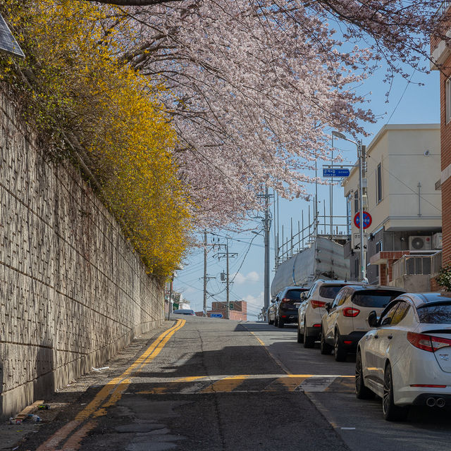 여수 벚꽃 볼만한곳