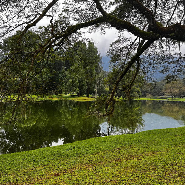 Taiping - Raintree walk