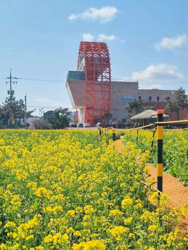 호미곶을 수놓는 유채꽃이 만개하고 있어요💛