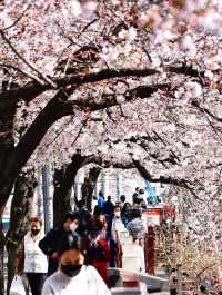 북한산을 배경으로 벚꽃을 감상하다. 우이천