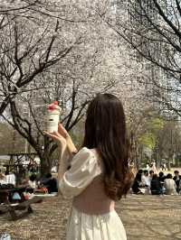 韓国/ソウル【ソウルの森】桜のおすすめスポット