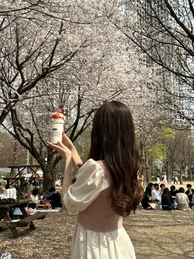 韓国/ソウル【ソウルの森】桜のおすすめスポット