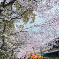 🌸ชมซากุระที่ถนนซากุระSugi no baba