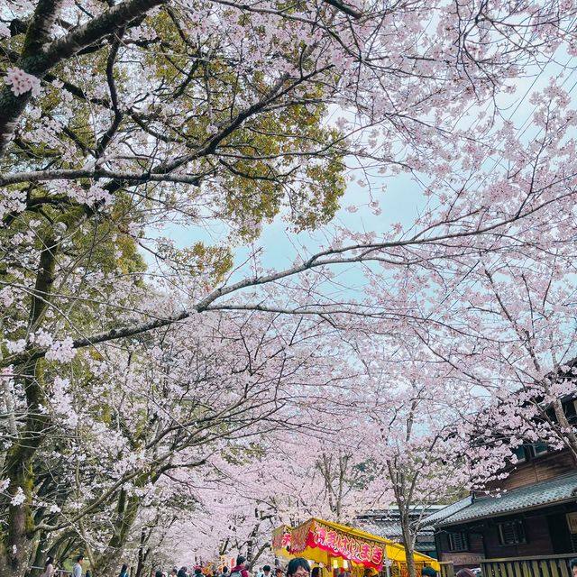 🌸ชมซากุระที่ถนนซากุระSugi no baba