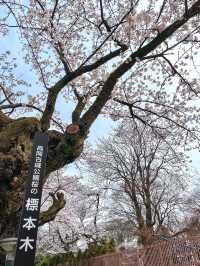 【富山】18種類1,800本もの桜が植えられている公園