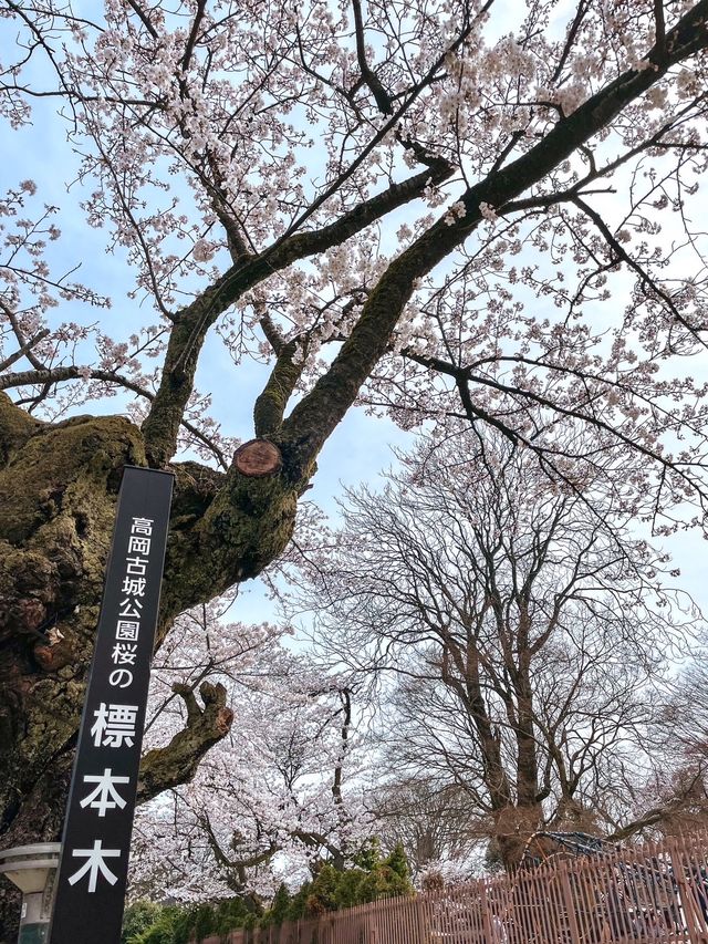 【富山】18種類1,800本もの桜が植えられている公園