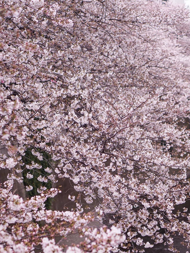 Meguro River