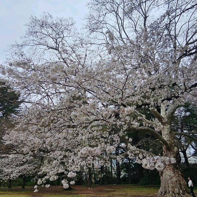 Chasing Japan Cherry Blossom Version 2024