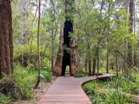 Valley of the Giants Tree Top Walk