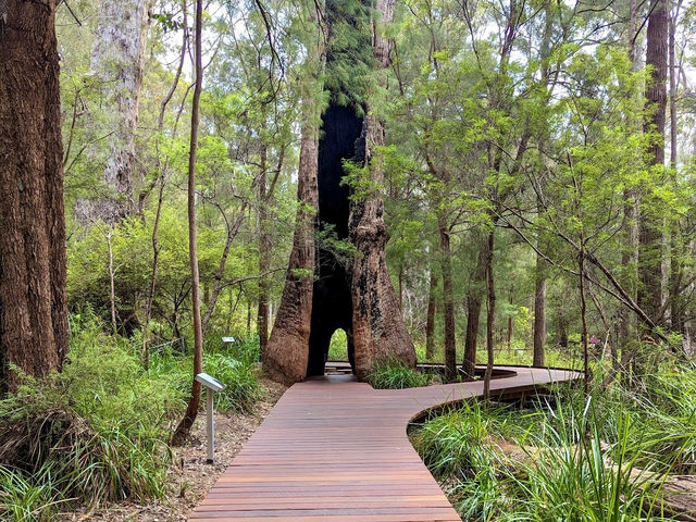 Valley of the Giants Tree Top Walk