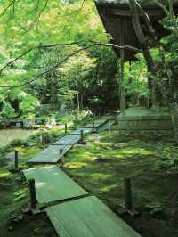 【京都】新緑の庭園が美しい✨ホントは教えたくない穴場の新緑スポットを紹介🔍