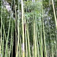 Exploring the SEA of Bois de Vincennes