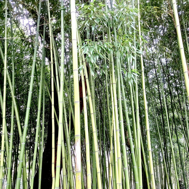 Exploring the SEA of Bois de Vincennes