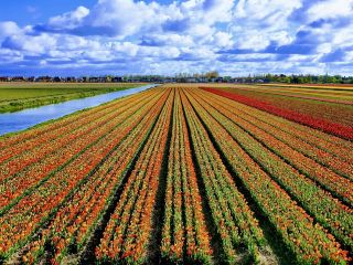 The Tulip Barn