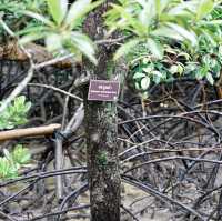 🌴 Amazing experience exploring the mangrove paths of Koh Chang 🌴