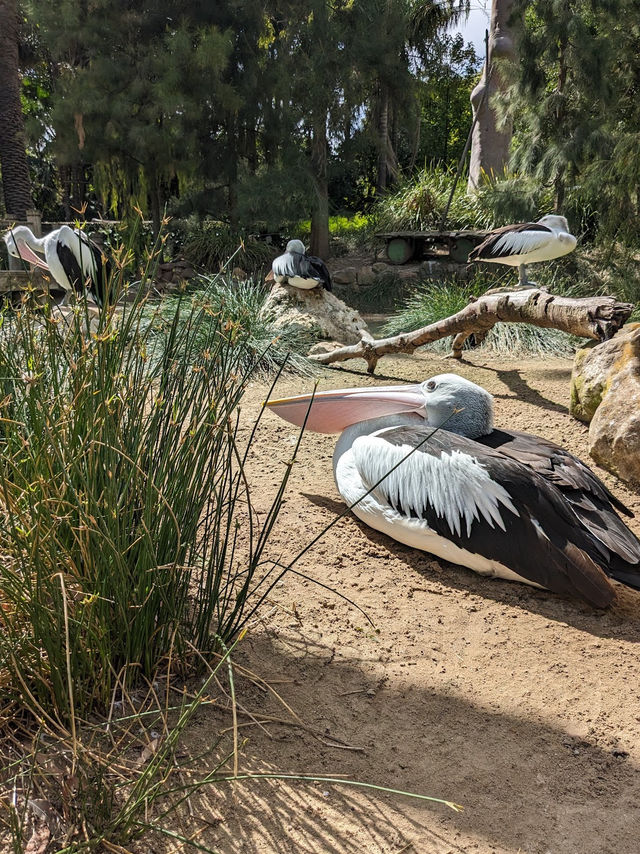 Adelaide Zoo