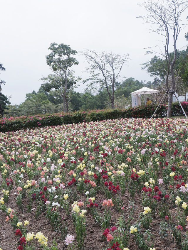 珠海免費景點，小溪花海人少