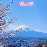 絕對不能錯過的奇景──櫻花與富士山共舞！