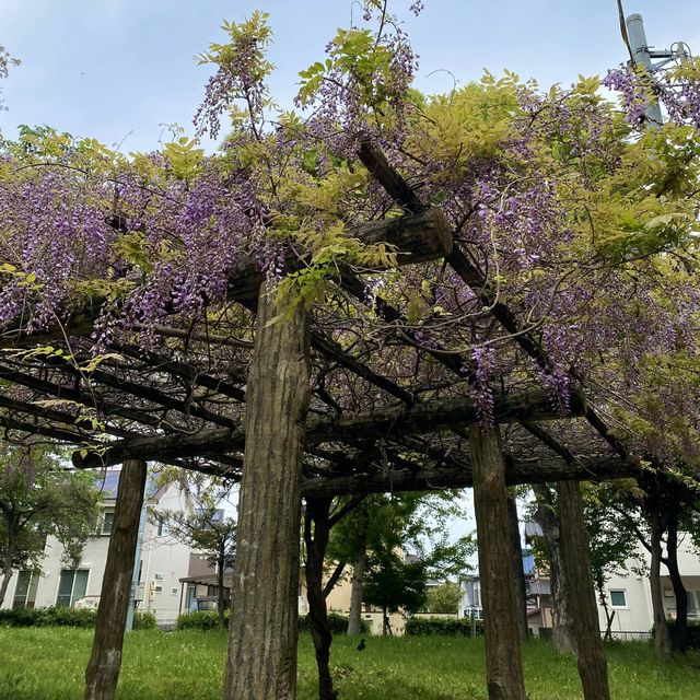 歴史探訪　乙川白山公園