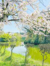  【福島】桜の季節に行ったら城が埋もれていた