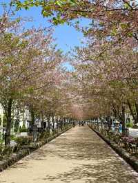 벚꽃과 자연과 함께 🌸 가마쿠라의 봄을 느낄 수 있는 여행지를 추천드려요! 