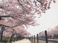 慶尚南道鎮海餘左川&慶和站櫻花